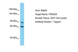 PRSS36 Rabbit anti-Human, Polyclonal, Novus Biologicals 0.1ml; Unconjugated:Antibodies,